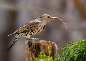 woodpecker with tongue sticking out © Hal Moran