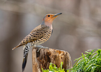 woodpecker