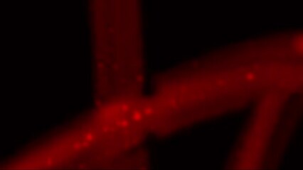 4K Overlay scribble particles animation. Screen Overlay for music video, video effect, viral effect, VFX