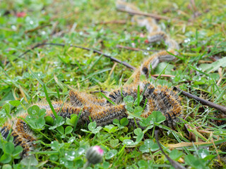 Obraz premium plusieurs chenilles (chenille) processionnaires (processionnaire) du pin dans de l'herbe verte (gazon vert) en troupeau en gros plan (macro) - (thaumetopoea pityocampa)