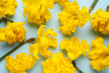 Beautiful narcissus flowers on color background, closeup