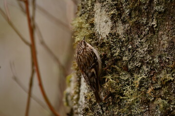 Brown Creeper on a tree trunk