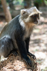 Syke Monkey sits in City Park in Nairobi Kenya, looking away
