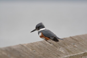 Belted Kingfisher