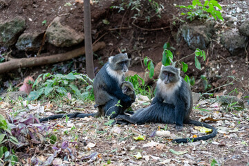 Syke monkey family sits and watches in Nairobi City Park
