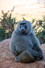 Baboon monkey sitting in the wild, in Kenya Africa, mouth open