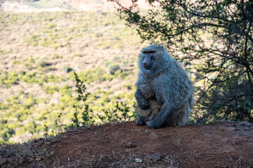 Mother baboon with baby sitting in the wild, in Kenya Africa