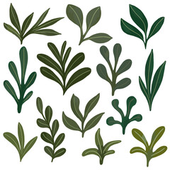 Green set of leaves for design. Various spring leaves for background.