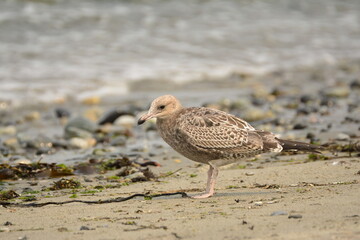 Young California Gull on a Washington Beach