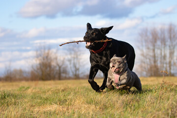 Two dogs, a small one and a big one, are racing in the meadow. Labrador and french bulldog.