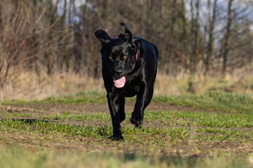 black labrador retriever