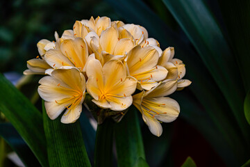 Blooming Clivia