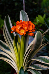 Blooming Clivia