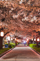 南町桜並木遊歩道のライトアップされた夜桜