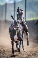 Two beautiful Greyhound dogs racing at a slipping track