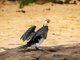 Cormorant Drying Wings