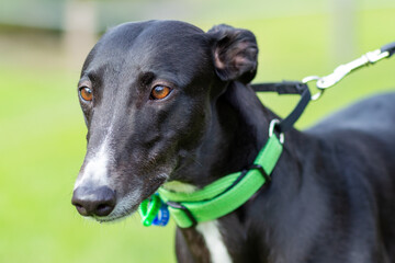 A beautiful young black female greyhound on a lead outside