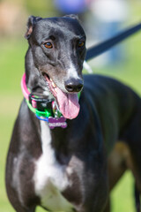 A beautiful young black female greyhound on a lead outside