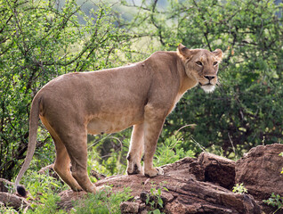 A lioness standing in the bush. Taken in Kenya, Africa