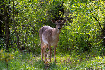 Deer in the forest