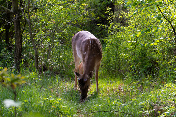 Deer in the forest