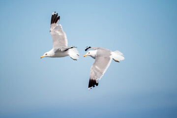 Two seagulls in flight, wings spread, against a plain blue sky