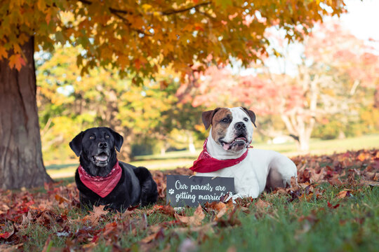 Black lab and pitbull with “our parents are getting married” sign, sitting in a park in autumn