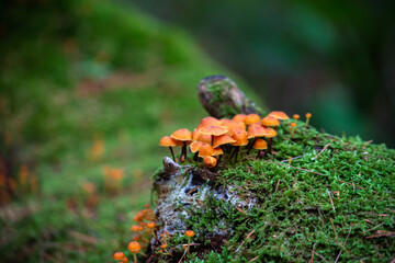 Orange mushrooms growing on the bark of a fallen tree, shallow depth of field