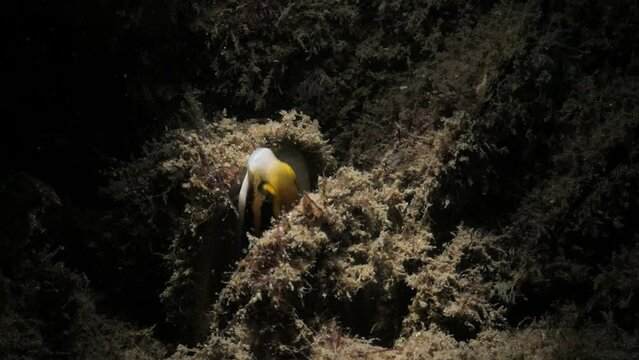 A Stripped Fangblenny makes its home from a discarded mussel shell deep underwater. Marine science