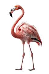 a summer-themed illustration featuring a majestic isolated pink flamingo bird standing set on a transparent background and provided in PNG. T-shirt design. Generative AI