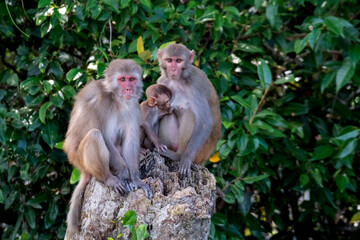 monkey family from sundarban, bangladesh