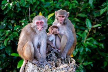 Fototapeta premium monkey family from sundarban, bangladesh