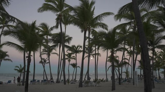 Beach, palm trees with moon in background at sunset, Bavaro Beach, Punta Cana, Dominican Republic, West Indies, Caribbean, Central America