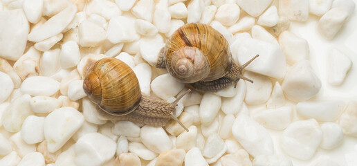 beautiful snails for banner background