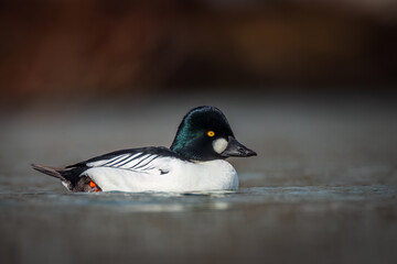 a Common Goldeneye male on the Richelieu in the first days of spring