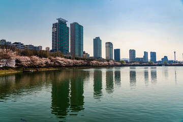 Fototapeta na wymiar Cherry blossom at Seokchon lake in Jamsil, Seoul, Korea
