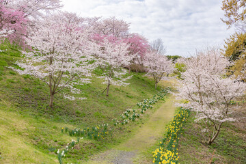 さくらの山公園