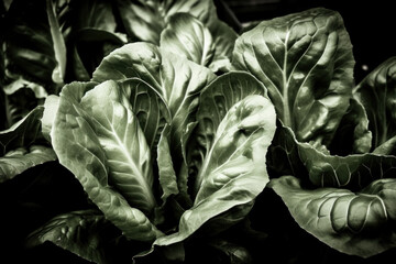 salad, vegetables, knolling, nutritionist.