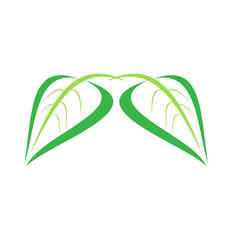 vector green leaf