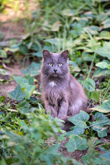 Naklejka na ściany i meble Portrait of a stray gray cat, among the green leaves in spring.