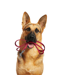 Cute German shepherd dog holding leash in mouth on white background