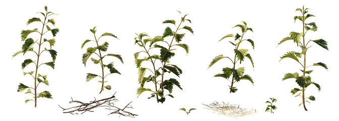 Naklejka na ściany i meble nettles, collection of Urtica dioica isolated on transparent background banner