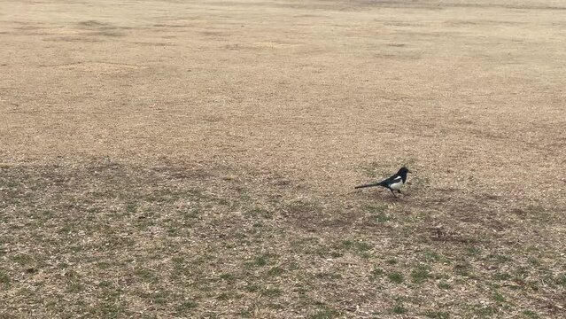 한국,한강공원,흐림,새,까치,korea, hangang park, cloudy, bird, magpie