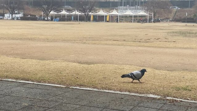 한국,한강공원,흐림,새,비둘기