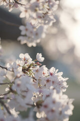 朝日に照らされキラキラ輝く桜の花。早朝、逆光で背景をぼかして撮影