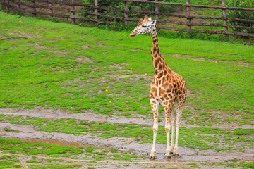 Very beautiful giraffe. Background with selective focus and copy space