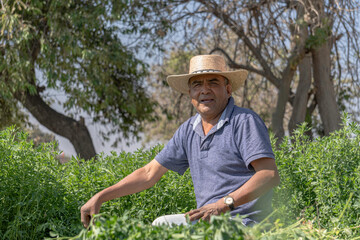 Sustainability in Mexican agriculture: farmer in the alfalfa field