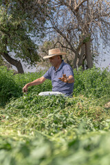 Naklejka na ściany i meble The effort behind each harvest: Mexican farmer in the alfalfa field