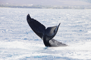 Fototapeta premium whale doing diving show