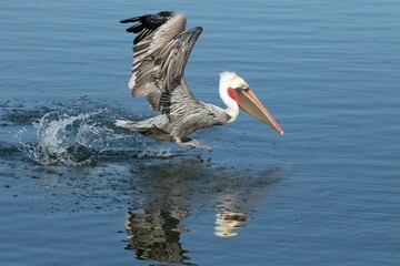 California Brown Pelican (Pelecanus occidentalis californicus) on the water, catching fish